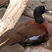 Hartlaub's Duck